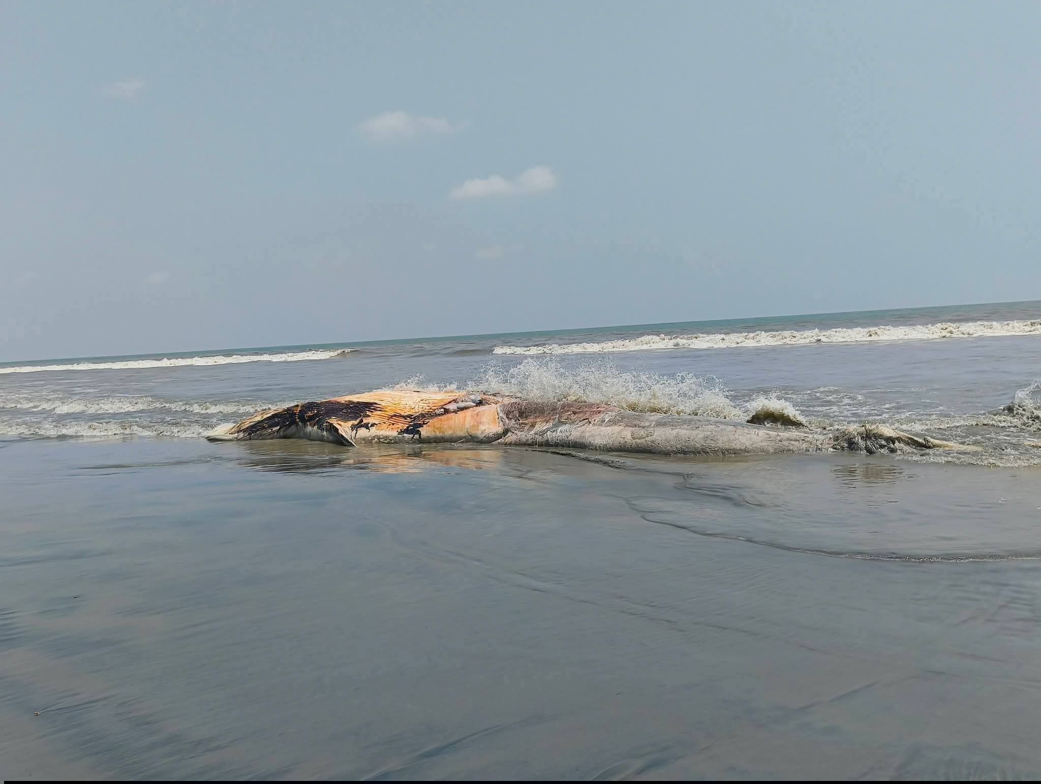 কুয়াকাটা সৈকতে ভেসে এলো বিশাল মৃত তিমি