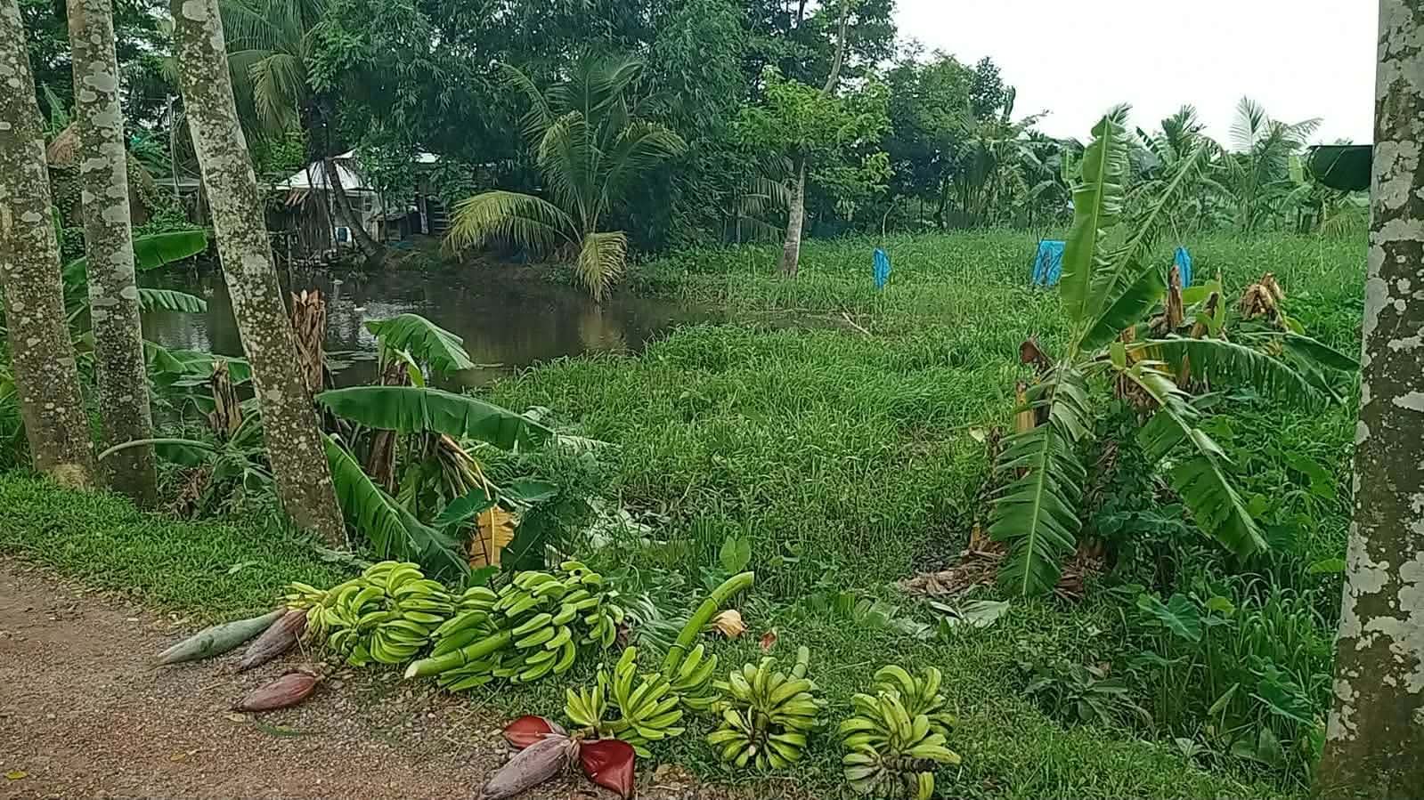 আমতলীতে জমি-জমা নিয়ে পূর্ব শত্রুতার জেড়ে অর্ধশতাধিক ফলন্ত কলাগাছ কেঁটে নষ্ট করেছে দুর্বৃত্তরা। 