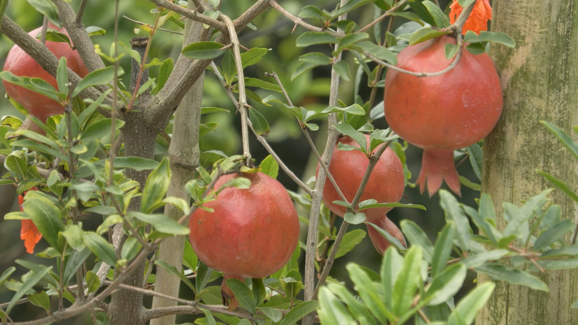 ছাদ বাগানের আনারে প্রবাস ফেরত যুবকের বাজিমাত