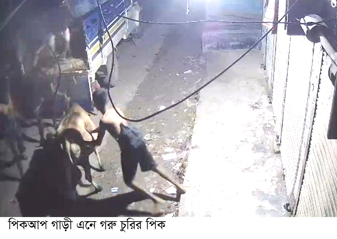 কালীগঞ্জে ধারাবাহিক ভাবে গরু চুরি হচ্ছে  দিশেহারা খামারী ও কৃষক  